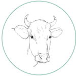 Vache Aurouze